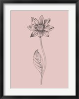 Framed Dahlia Blush Pink Flower