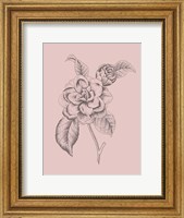 Framed Camelia Blush Pink Flower