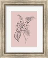 Framed Camelia Blush Pink Flower