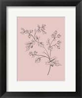 Framed Phacelia Blush Pink Flower