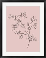 Framed Phacelia Blush Pink Flower