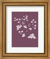 Framed Phacelia Purple Flower