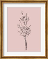 Framed Carnation Blush Pink Flower