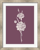 Framed Carnation Purple Flower