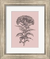 Framed Celosia Blush Pink Flower