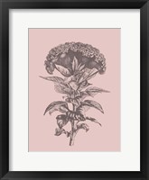 Framed Celosia Blush Pink Flower