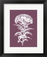 Framed Celosia Purple Flower