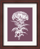 Framed Celosia Purple Flower
