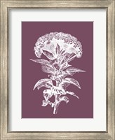 Framed Celosia Purple Flower