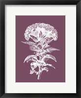 Framed Celosia Purple Flower