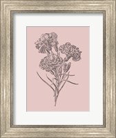 Framed Carnations Bush Pink Flower