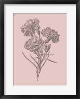 Framed Carnations Bush Pink Flower