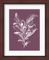 Framed Visnea Mocanera Purple Flower