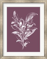 Framed Visnea Mocanera Purple Flower