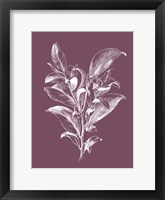 Framed Visnea Mocanera Purple Flower