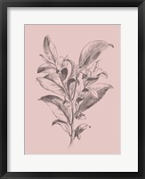 Framed Visnea Mocanera Blush Pink Flower