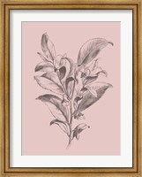 Framed Visnea Mocanera Blush Pink Flower
