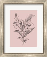 Framed Visnea Mocanera Blush Pink Flower