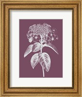 Framed Viburnum Blush Purple Flower