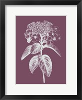 Framed Viburnum Blush Purple Flower