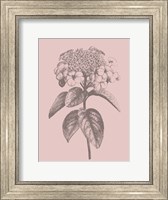 Framed Viburnum Blush Pink Flower