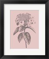 Framed Viburnum Blush Pink Flower