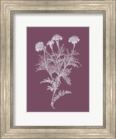 Framed Tagetes Patula Purple Flower