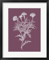 Framed Tagetes Patula Purple Flower