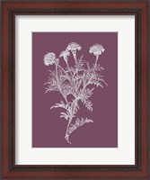 Framed Tagetes Patula Purple Flower
