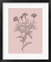 Framed Tagetes Patula Blush Pink Flower