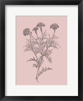 Framed Tagetes Patula Blush Pink Flower