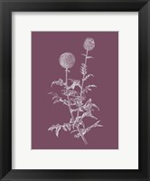 Framed Echinopos Purple Flower