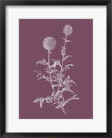 Framed Echinopos Purple Flower