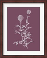 Framed Echinopos Purple Flower