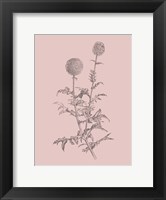 Framed Echinopos Blush Pink Flower