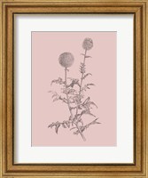 Framed Echinopos Blush Pink Flower
