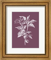 Framed Datura Purple Flower