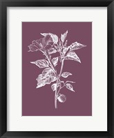 Framed Datura Purple Flower