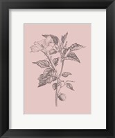 Framed Datura Blush Pink Flower