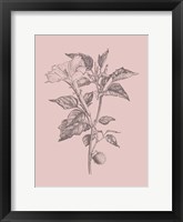 Framed Datura Blush Pink Flower