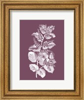 Framed Cerasus Purple Flower