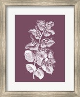 Framed Cerasus Purple Flower