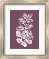 Framed Cerasus Purple Flower
