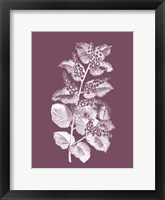 Framed Cerasus Purple Flower