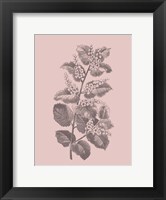 Framed Cerasus Blush Pink Flower