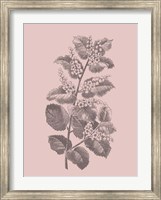 Framed Cerasus Blush Pink Flower