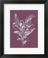 Framed Visnea Purple Flower