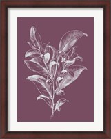 Framed Visnea Purple Flower