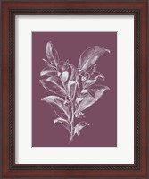Framed Visnea Purple Flower