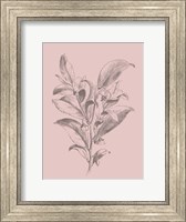 Framed Visnea Blush Pink Flower